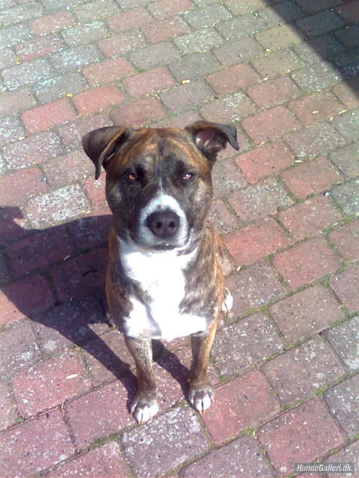 Blanding af racer Charlie R.I.P billede 15