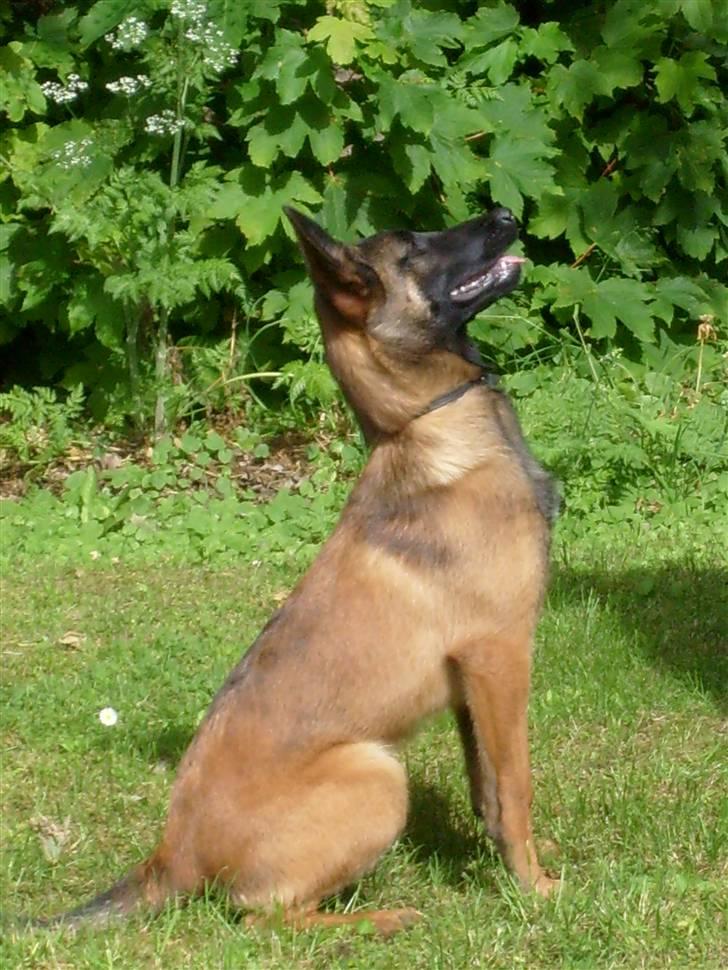 Malinois Mille billede 1