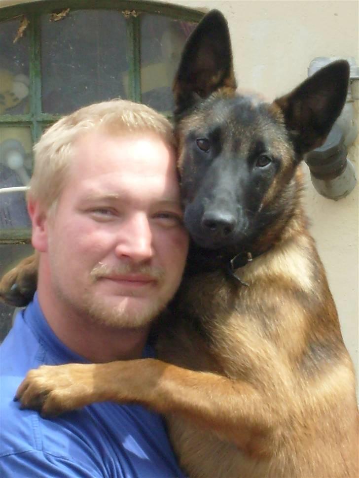 Malinois Mille billede 2