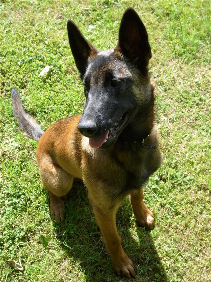 Malinois Mille billede 3