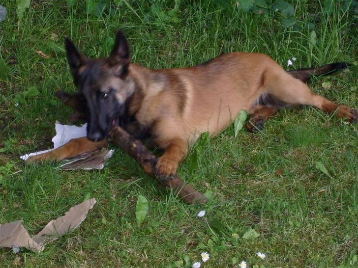 Malinois Mille billede 4