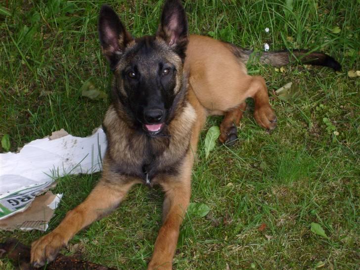 Malinois Mille billede 5