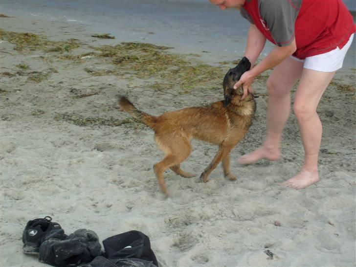 Malinois Mille billede 6