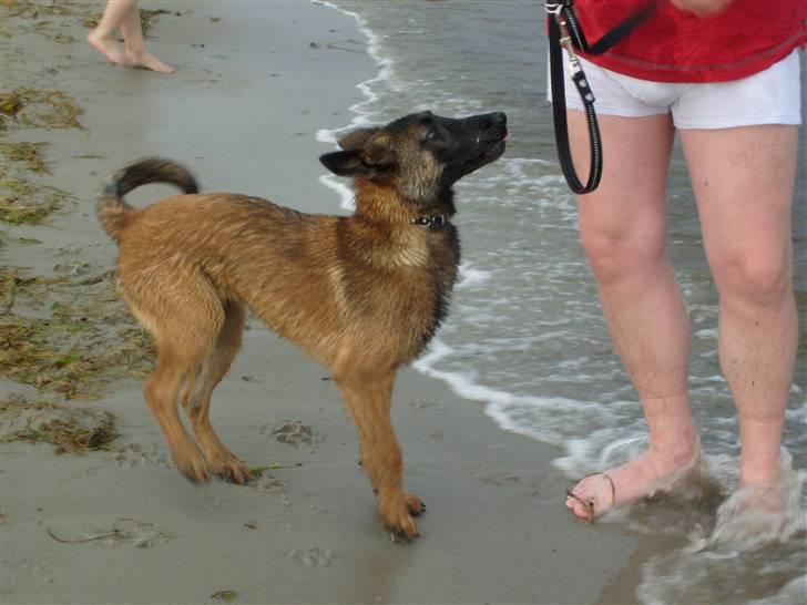 Malinois Mille billede 7