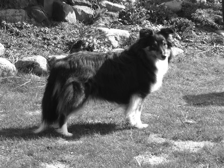 Shetland sheepdog Spirens Enya - d. 18.04.2010 - #Foto: Mig billede 10