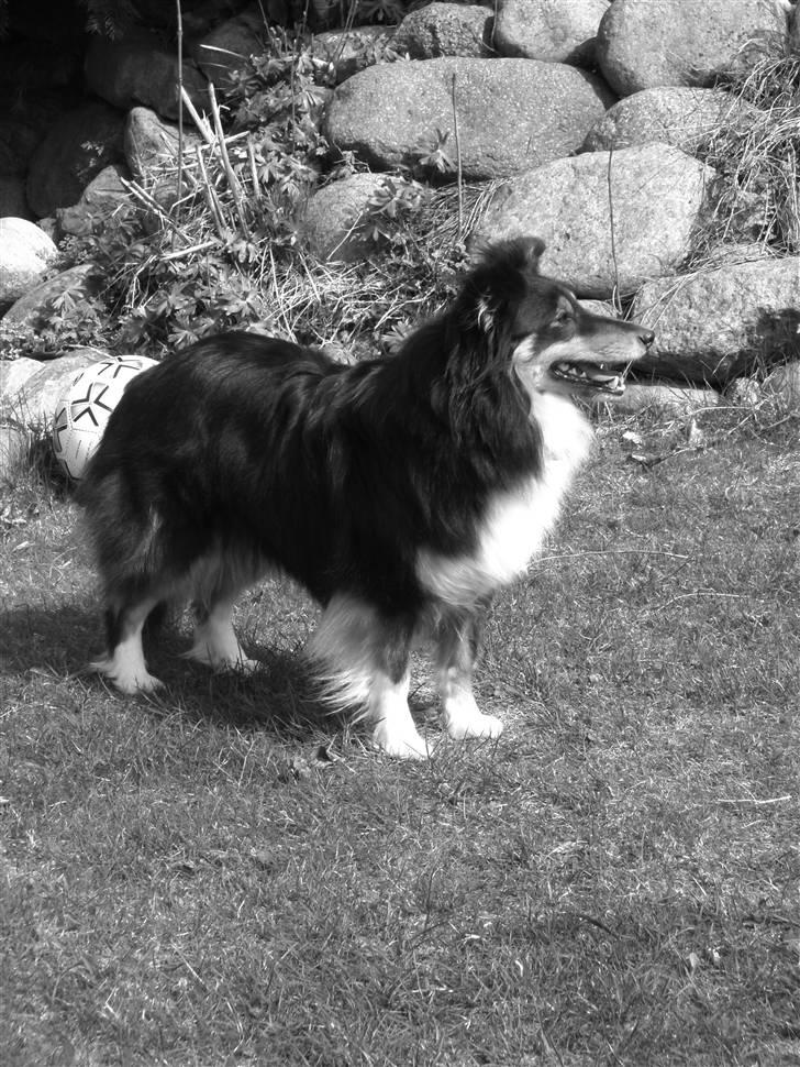 Shetland sheepdog Spirens Enya - d. 18.04.2010 - #Foto: Mig billede 11