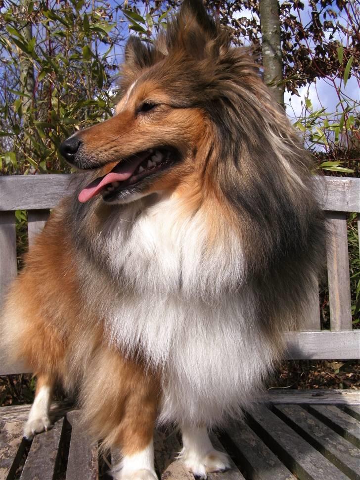 Shetland sheepdog Spirens Diva - d. 18.04.2010 - #Foto: Mig billede 15