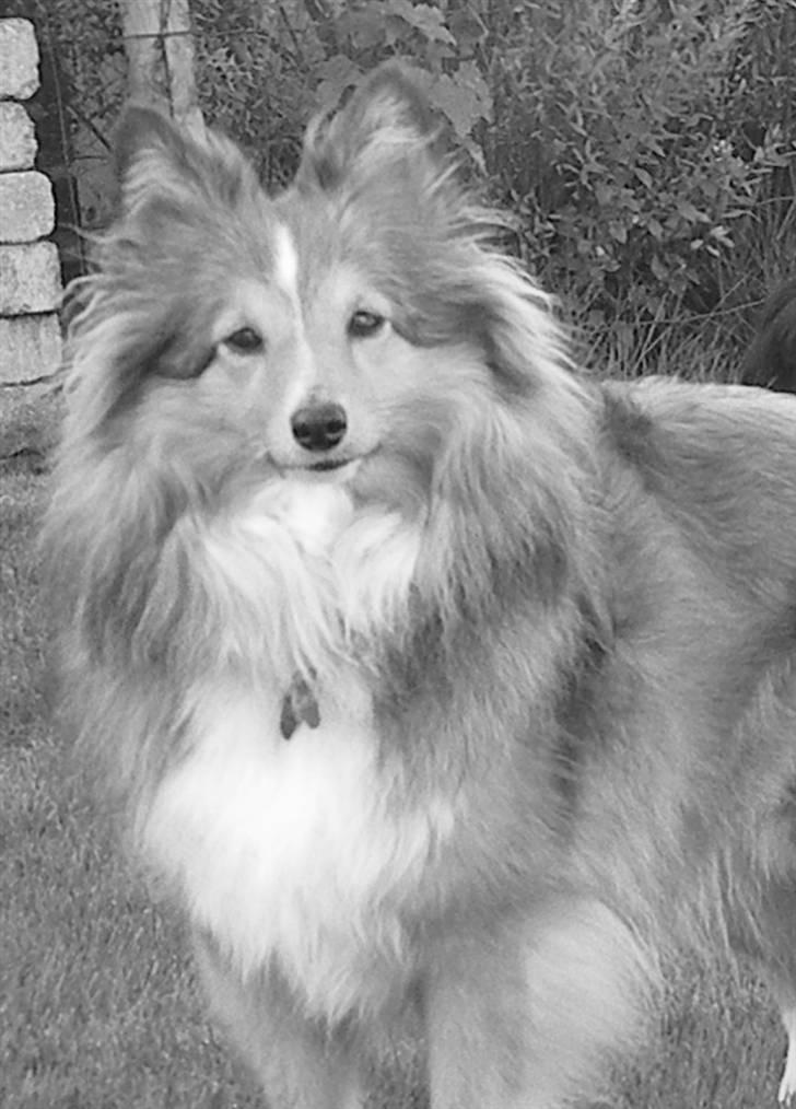 Shetland sheepdog Spirens Diva - d. 29.09.2010 - #Foto: Mig billede 16