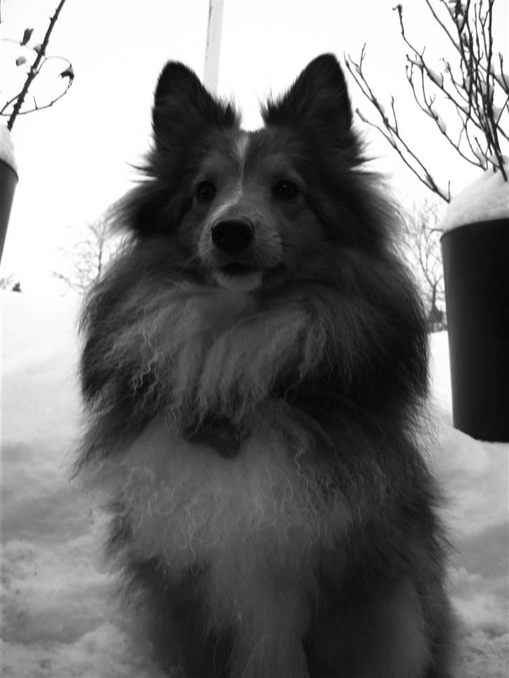 Shetland sheepdog Spirens Diva - d. 31.01.2010 - #Foto: Mig billede 17