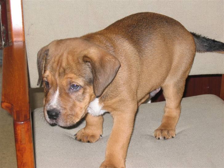 Blanding af racer Balou - .R.I.P - Mig som knap 8 uger gammel billede 6