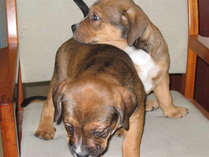 Blanding af racer Balou - .R.I.P - Mig sammen med min søster, hendes numse var lidt rar at hvile hovedet på :-) billede 7