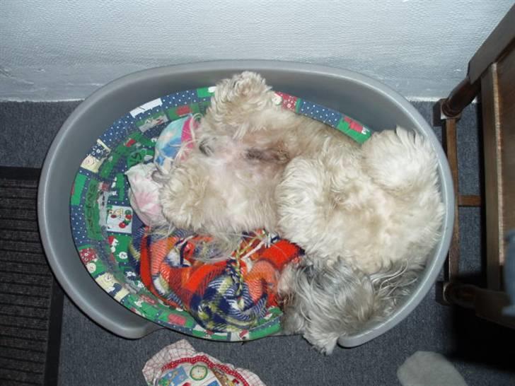 Lhasa apso Bamse - Himmelhund billede 2