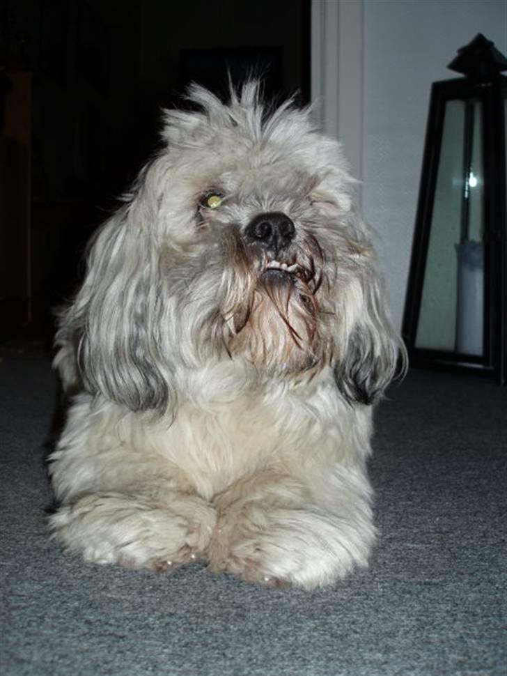 Lhasa apso Bamse - Himmelhund billede 3