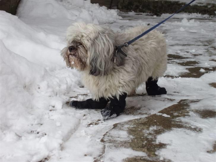 Lhasa apso Bamse - Himmelhund billede 4