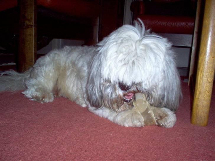 Lhasa apso Bamse - Himmelhund billede 5