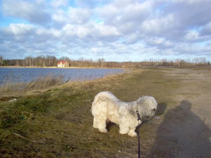 Lhasa apso Bamse - Himmelhund billede 6