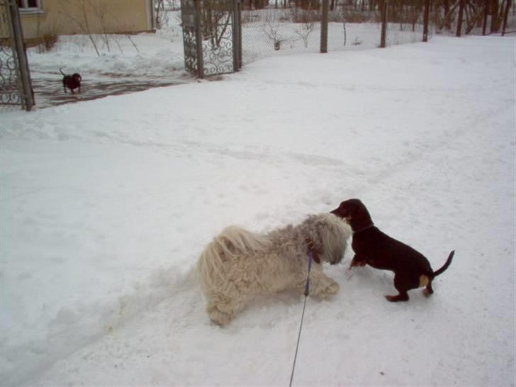 Lhasa apso Bamse - Himmelhund billede 7