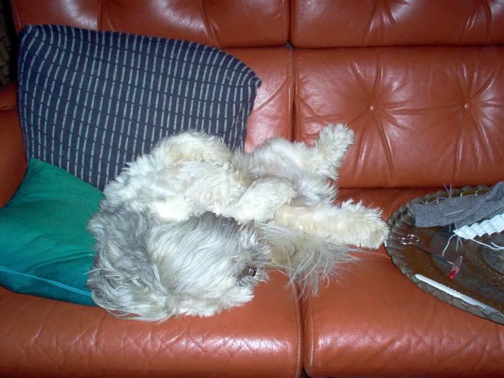 Lhasa apso Bamse - Himmelhund billede 8