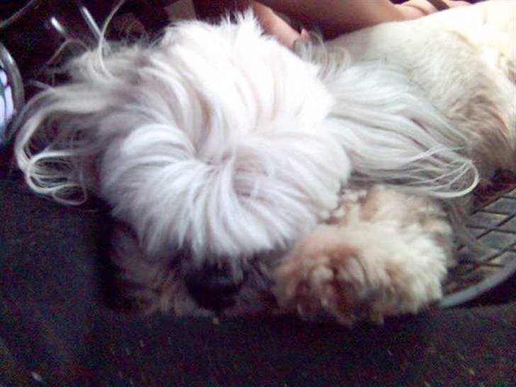 Lhasa apso Bamse - Himmelhund billede 9