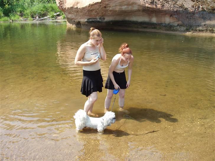 Lhasa apso Bamse - Himmelhund billede 10