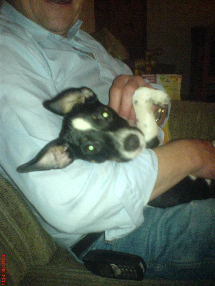 Blanding af racer Rocky billede 10