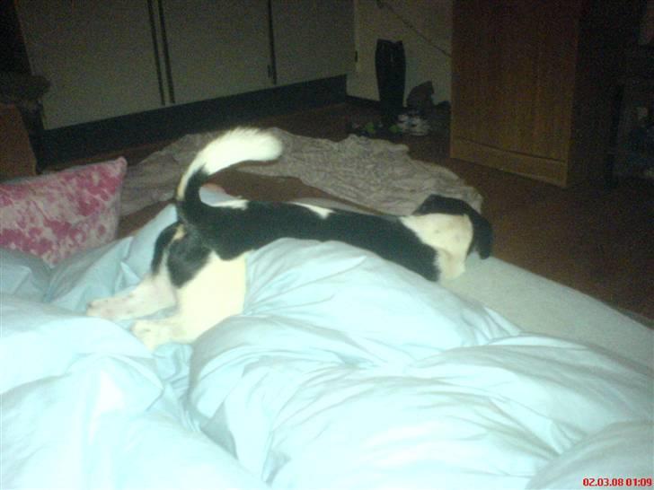 Blanding af racer Rocky billede 11