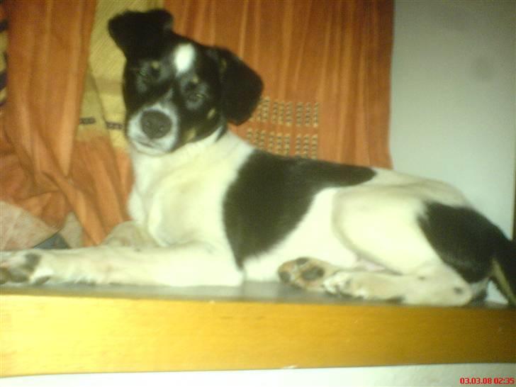 Blanding af racer Rocky billede 12