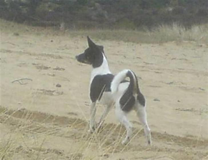 Blanding af racer Rocky billede 13