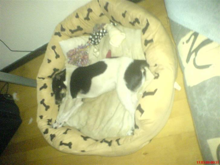 Blanding af racer Rocky billede 14