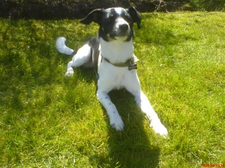 Blanding af racer Rocky billede 15