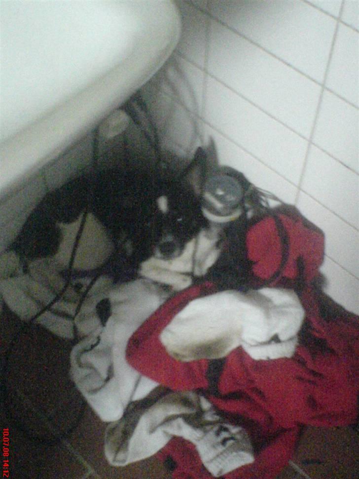 Blanding af racer Rocky billede 16