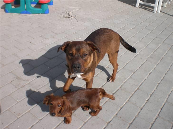 Amerikansk bulldog /Schæfer/Rottweiler ANTON billede 2