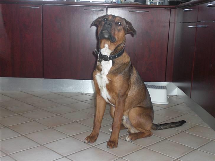 Amerikansk bulldog /Schæfer/Rottweiler ANTON billede 3