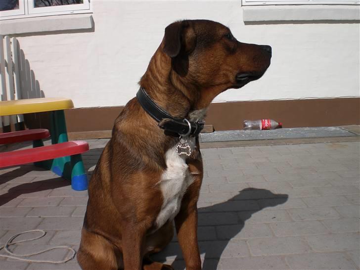 Amerikansk bulldog /Schæfer/Rottweiler ANTON billede 4