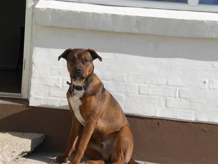Amerikansk bulldog /Schæfer/Rottweiler ANTON billede 5