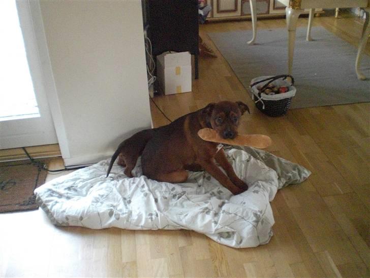 Amerikansk bulldog /Schæfer/Rottweiler ANTON billede 6