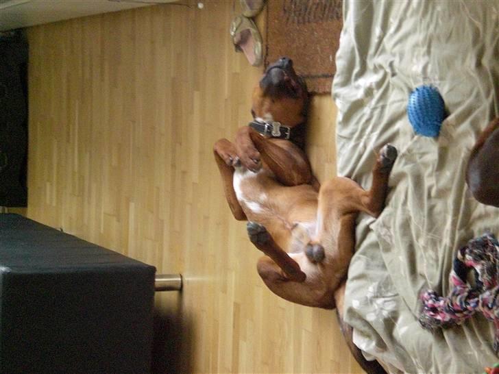 Amerikansk bulldog /Schæfer/Rottweiler ANTON billede 9