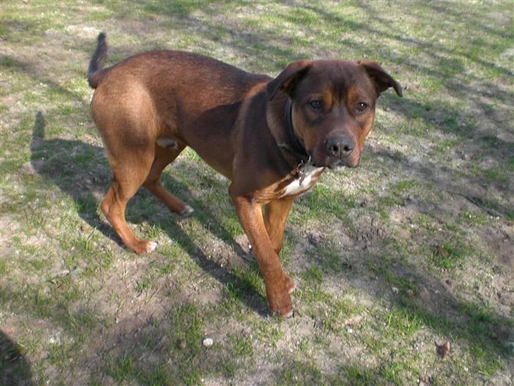 Amerikansk bulldog /Schæfer/Rottweiler ANTON billede 10