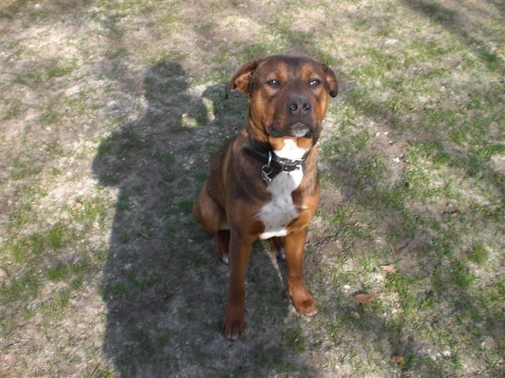 Amerikansk bulldog /Schæfer/Rottweiler ANTON billede 11
