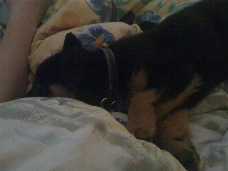 Rottweiler Simba R.I.P - Putter ved mor billede 2