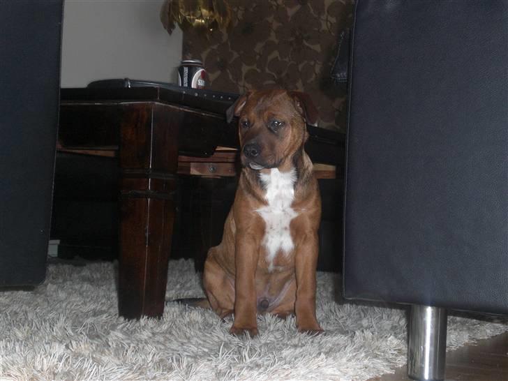 Amerikansk bulldog /Schæfer/Rottweiler ANTON billede 13