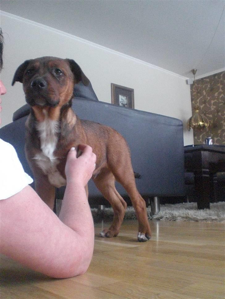 Amerikansk bulldog /Schæfer/Rottweiler ANTON billede 15