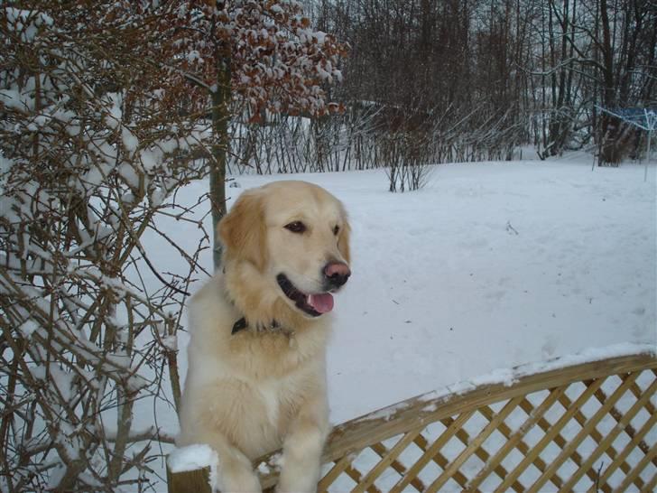 Golden retriever Djazz - Djazz 8 mdr... se på mens far rydder sne billede 1