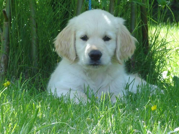 Golden retriever Djazz - Djazz 10 uger billede 2