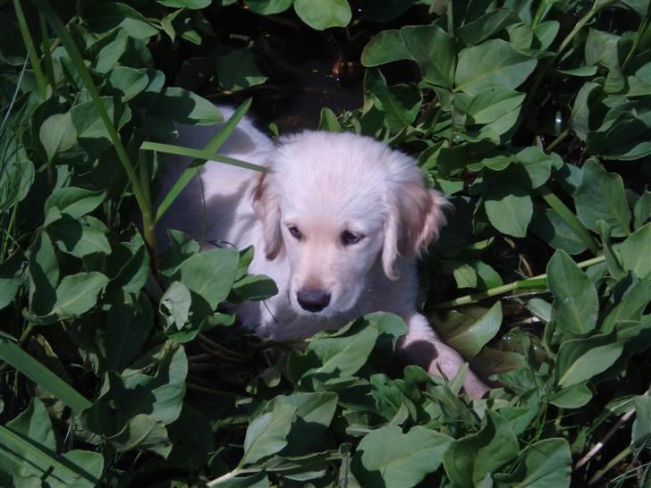 Golden retriever Djazz - Djazz 12 uger... Han elsker vand :0) billede 3