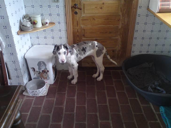 Grand danois Holger Danske - Gi mig nu noget MAD!!! billede 7