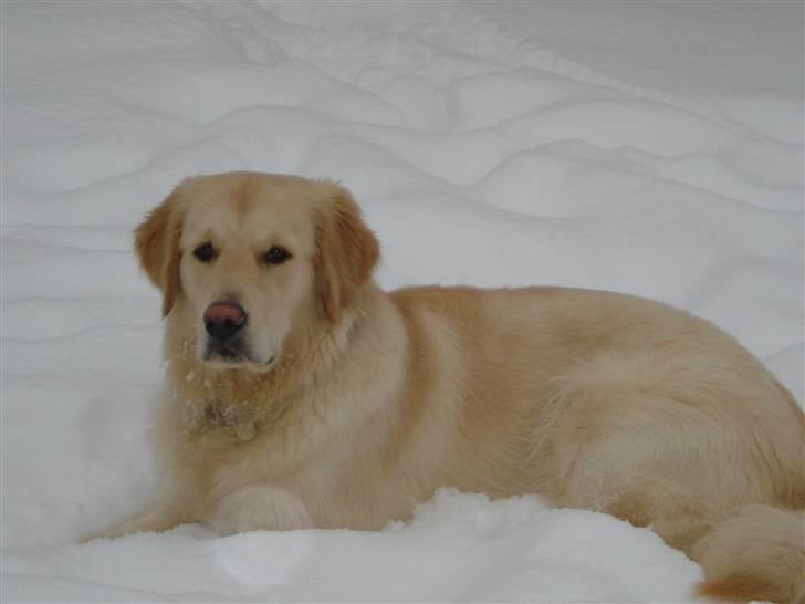 Golden retriever Djazz - Djazz 8 mdr billede 4