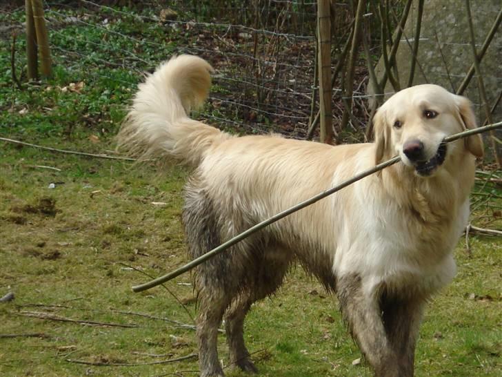 Golden retriever Djazz - Djazz 1 år... har lige været i søen. billede 5