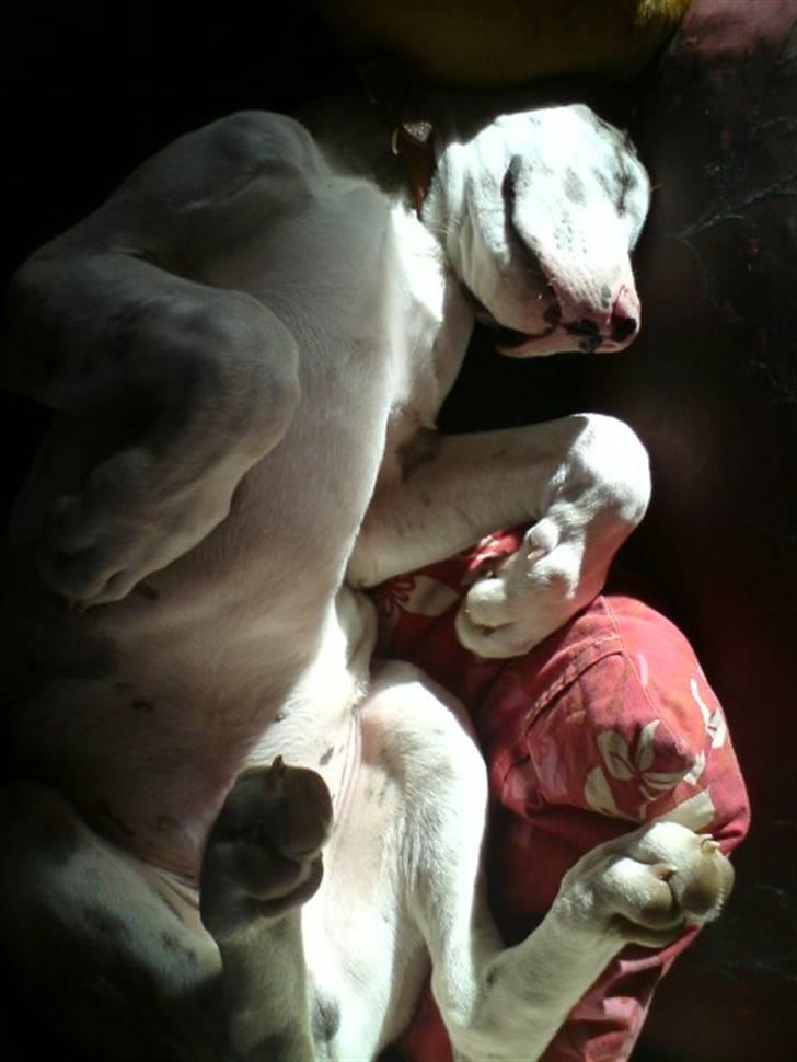 Grand danois Holger Danske - MMMMMMM.....sol..... billede 8