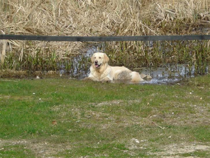 Golden retriever Djazz - Djazz 1 år.. nyder et køligt bad.. billede 6